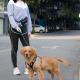 Hands Free Dog Leash